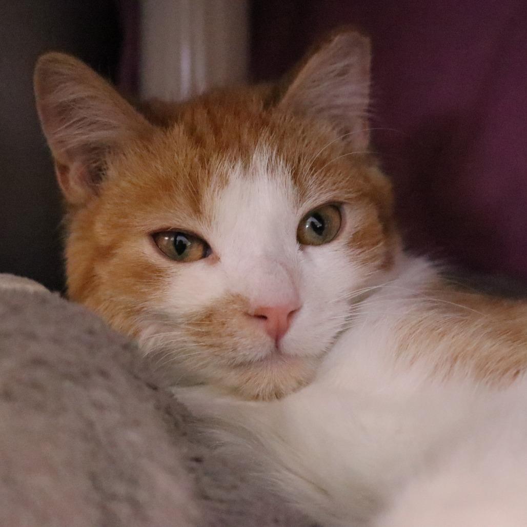 Enlarge Benny, a Adoptable Domestic Short Hair in Saint Cloud, MN image 1/6