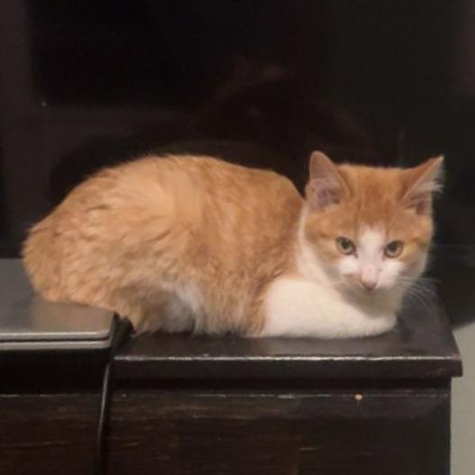 Enlarge Benny, a Adoptable Domestic Short Hair in Saint Cloud, MN image 2/6