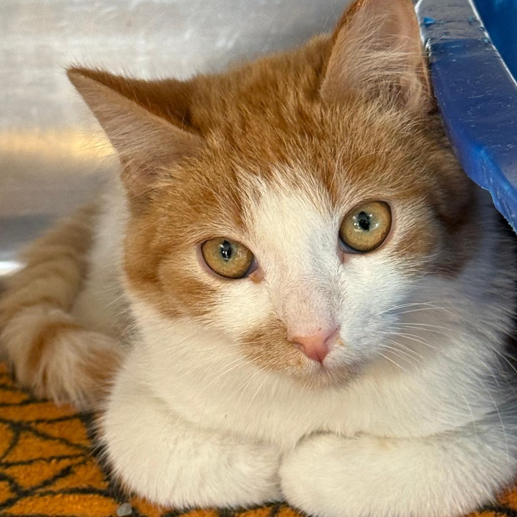 Enlarge Benny, a Adoptable Domestic Short Hair in Saint Cloud, MN image 3/6