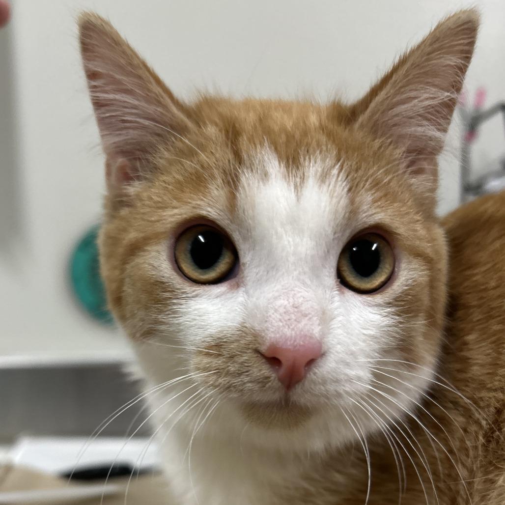 Enlarge Benny, a Adoptable Domestic Short Hair in Saint Cloud, MN image 4/6