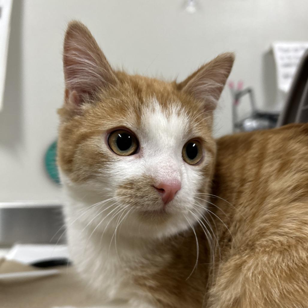 Enlarge Benny, a Adoptable Domestic Short Hair in Saint Cloud, MN image 5/6