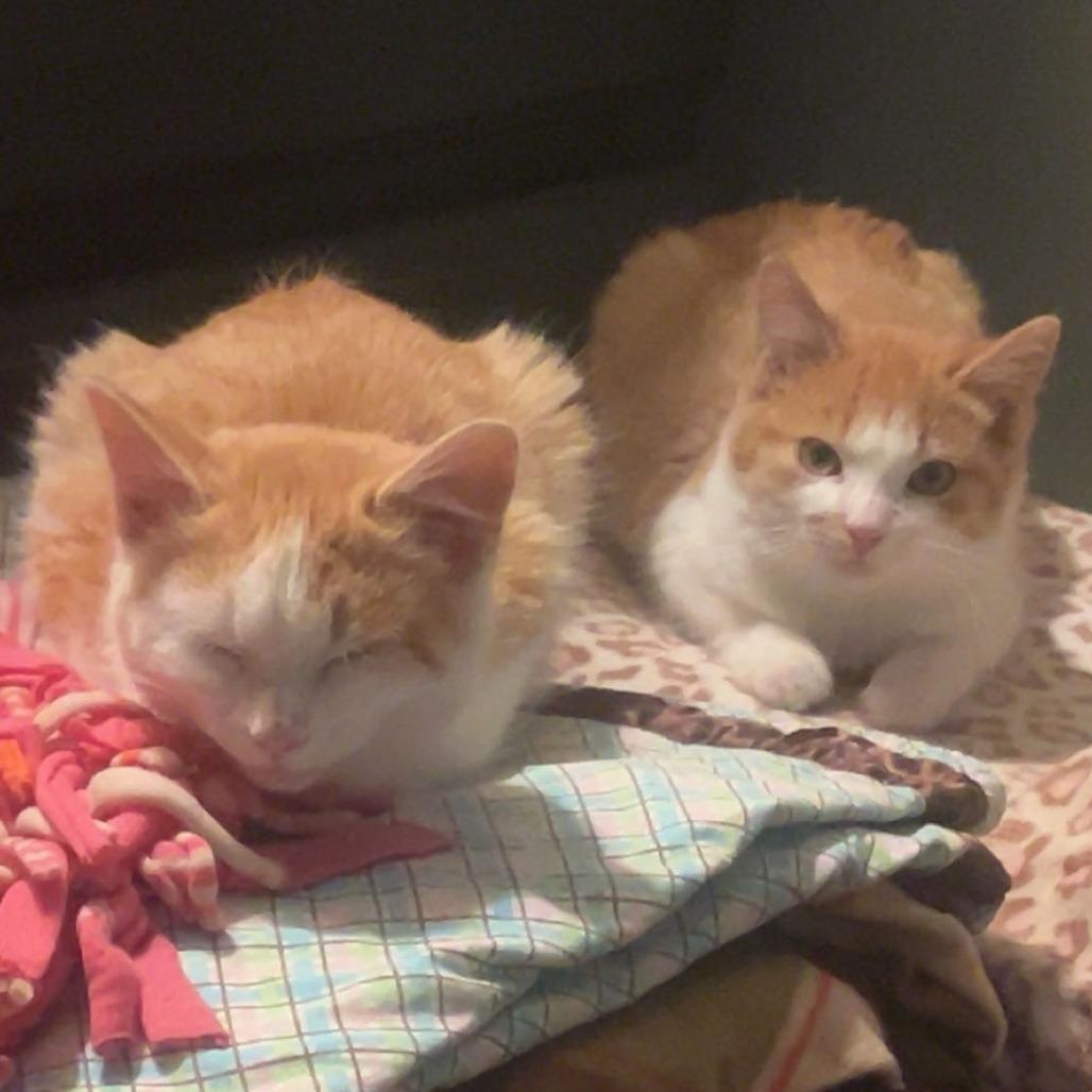 Enlarge Benny, a Adoptable Domestic Short Hair in Saint Cloud, MN image 6/6