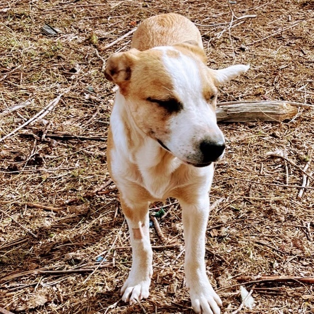 Mini-Buckleup Buttercup! This kid is ready to go!, a Adoptable mixed breed in Nucla, CO image 2/2