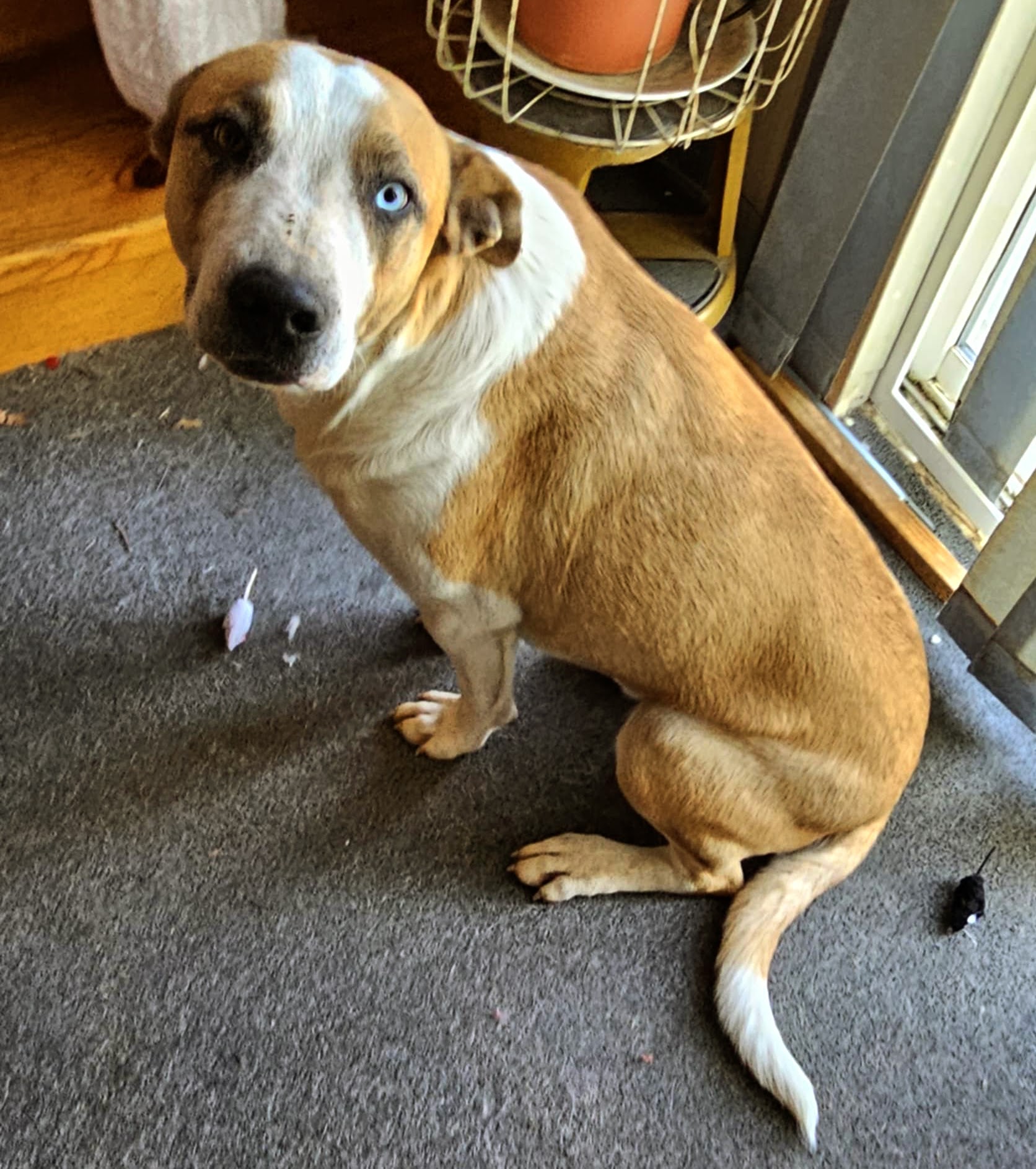 Mini-Buckleup Buttercup! This kid is ready to go!, a Adoptable mixed breed in Nucla, CO image 1/2