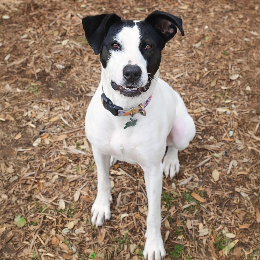 Enlarge Cleo, a Adoptable mixed breed in Wimberley, TX image 1/6