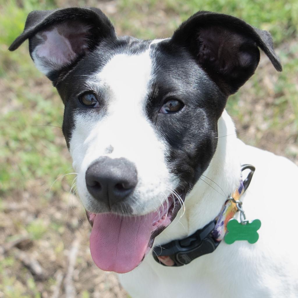 Enlarge Cleo, a Adoptable mixed breed in Wimberley, TX image 4/6