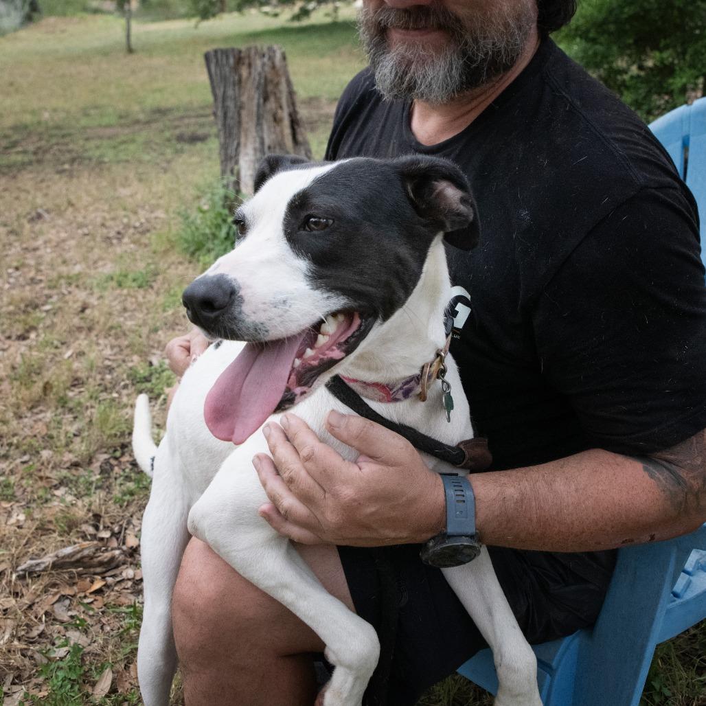 Enlarge Cleo, a Adoptable mixed breed in Wimberley, TX image 5/6