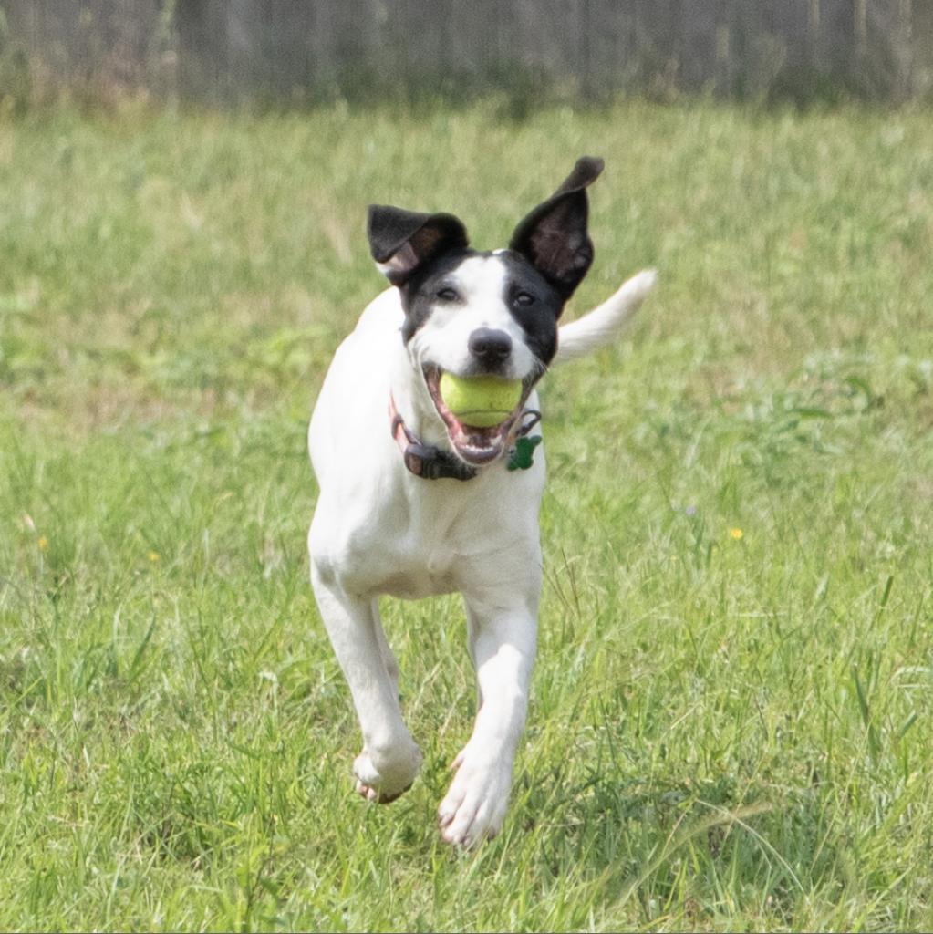 Cleo, a Adoptable mixed breed in Wimberley, TX image 3/6