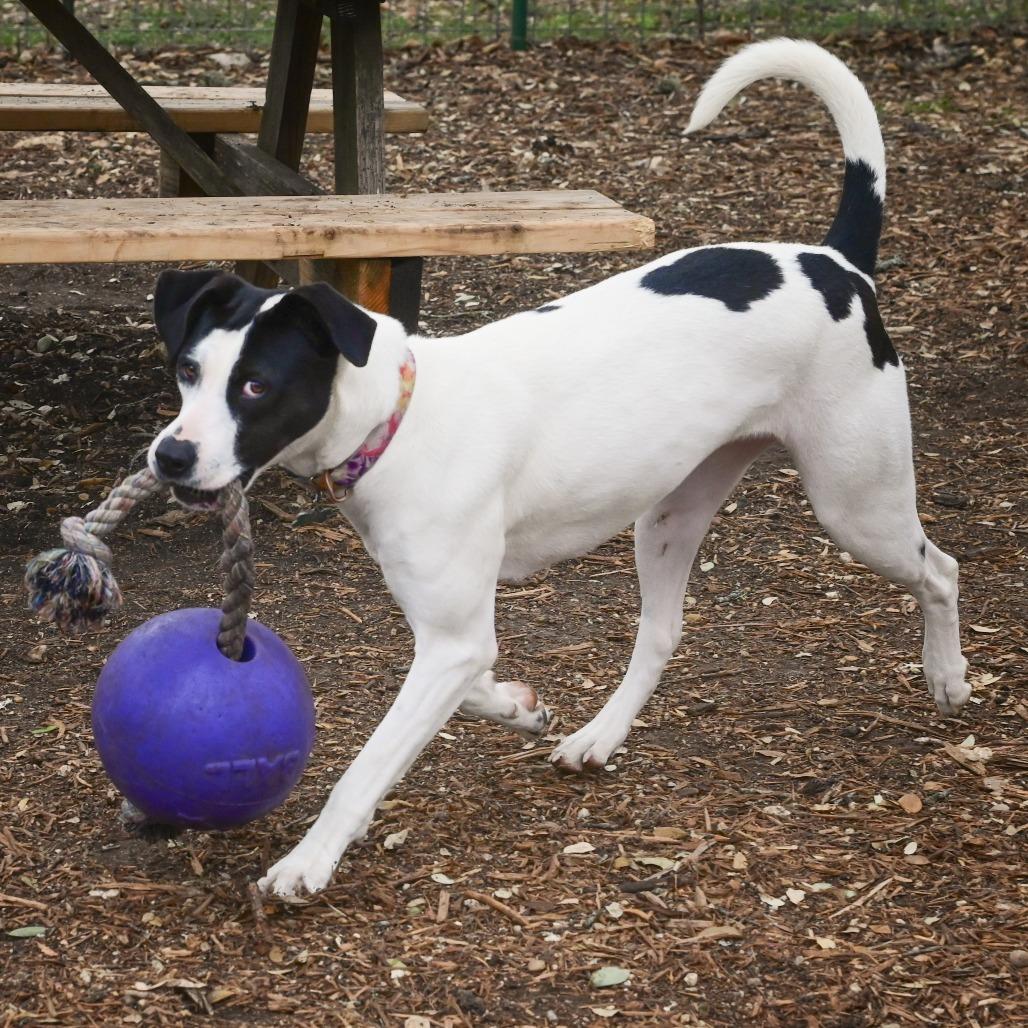Enlarge Cleo, a Adoptable mixed breed in Wimberley, TX image 6/6