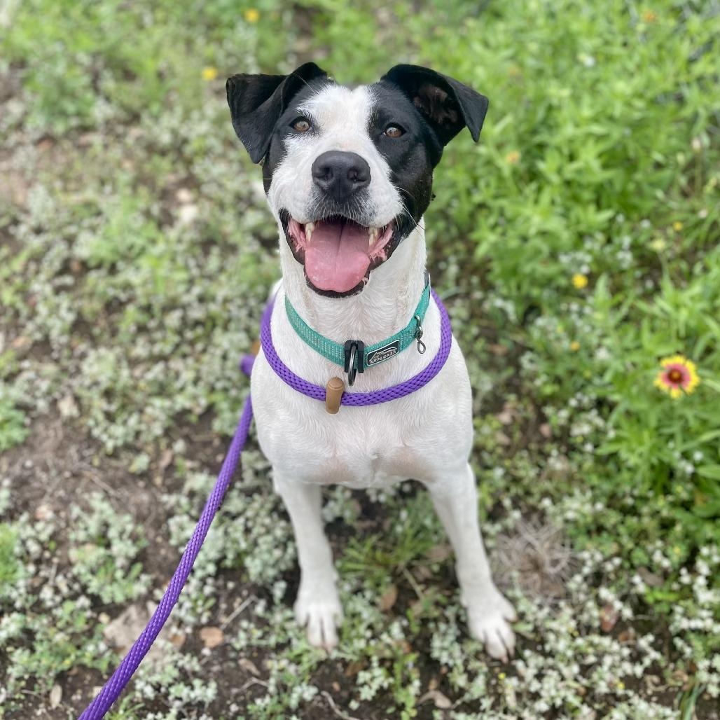 Enlarge Cleo, a Adoptable mixed breed in Wimberley, TX image 5/6