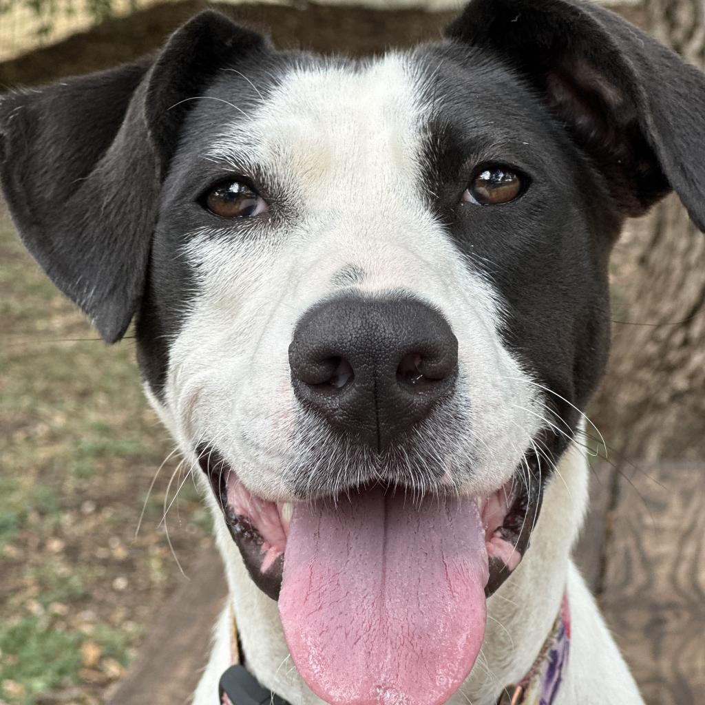 Cleo, a Adoptable mixed breed in Wimberley, TX image 4/6