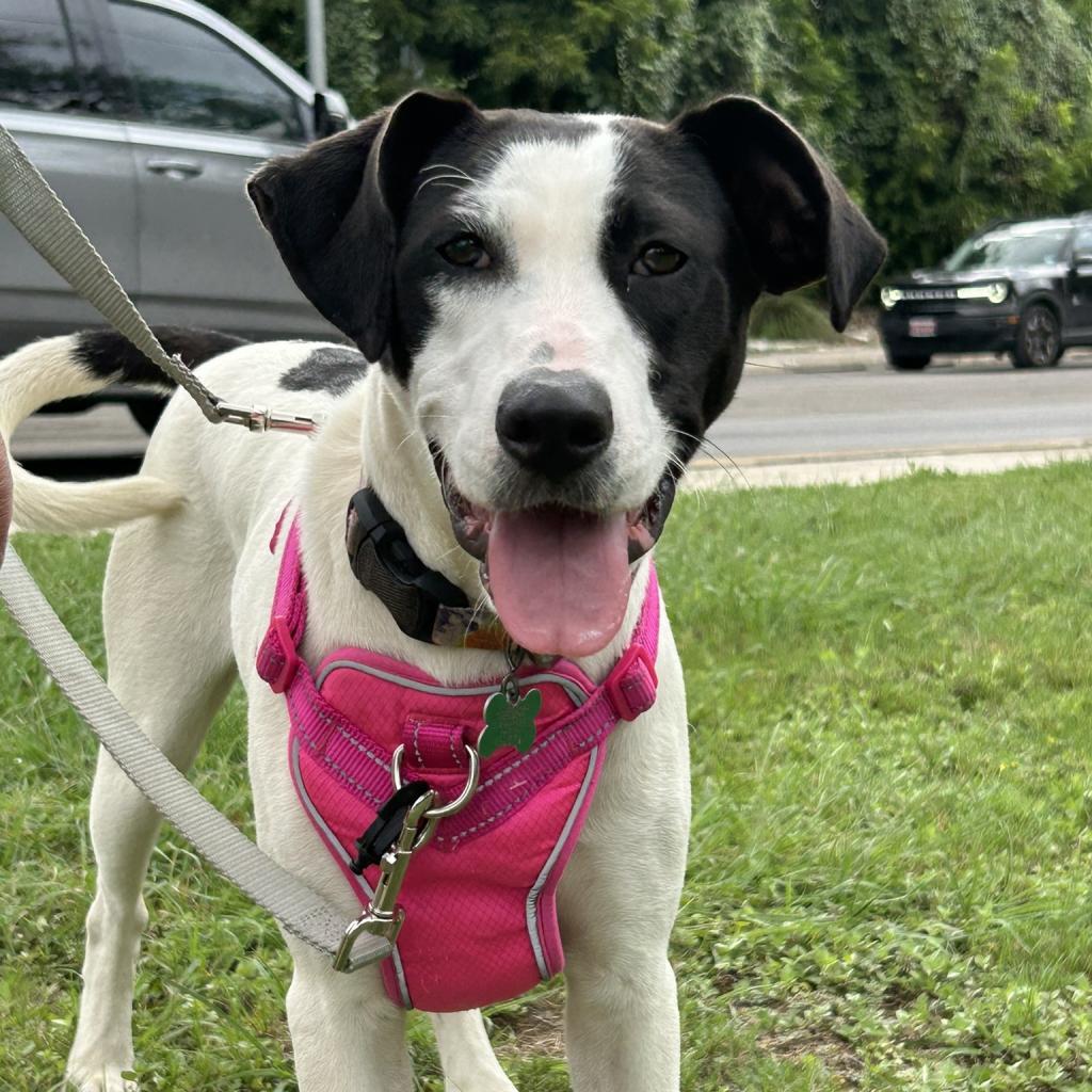 Cleo, a Adoptable mixed breed in Wimberley, TX image 6/6