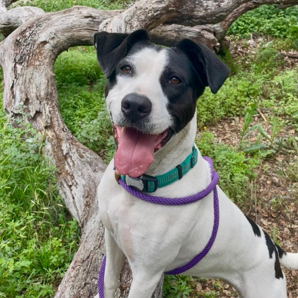Enlarge Cleo, a Adoptable mixed breed in Wimberley, TX image 6/6