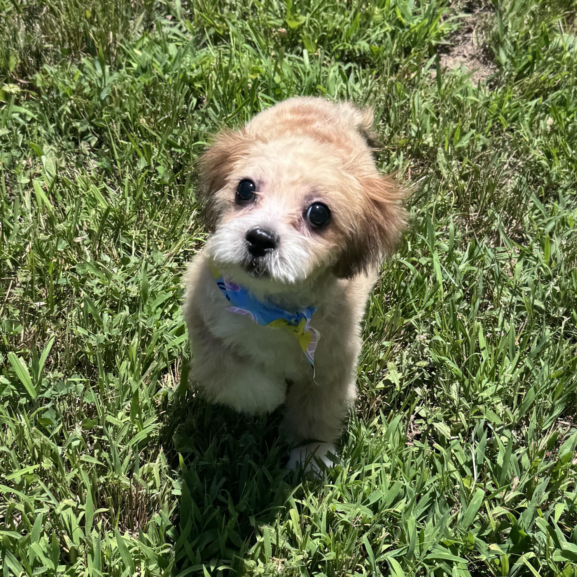 Rory, adoptable, Puppy Male Maltese & Shih Tzu.