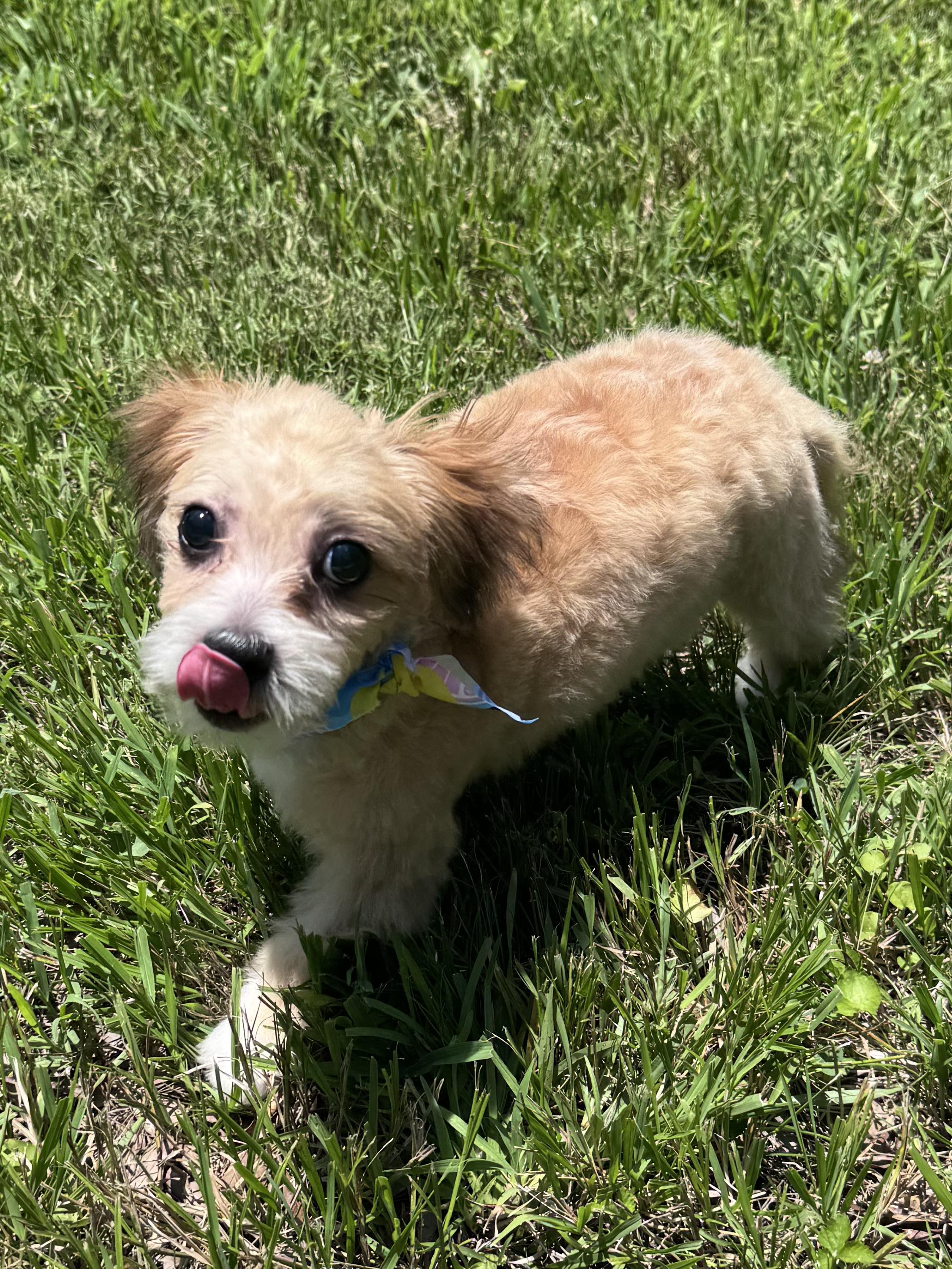Enlarge Rory, an adoptable mixed breed in Monroe, NC image 2/4