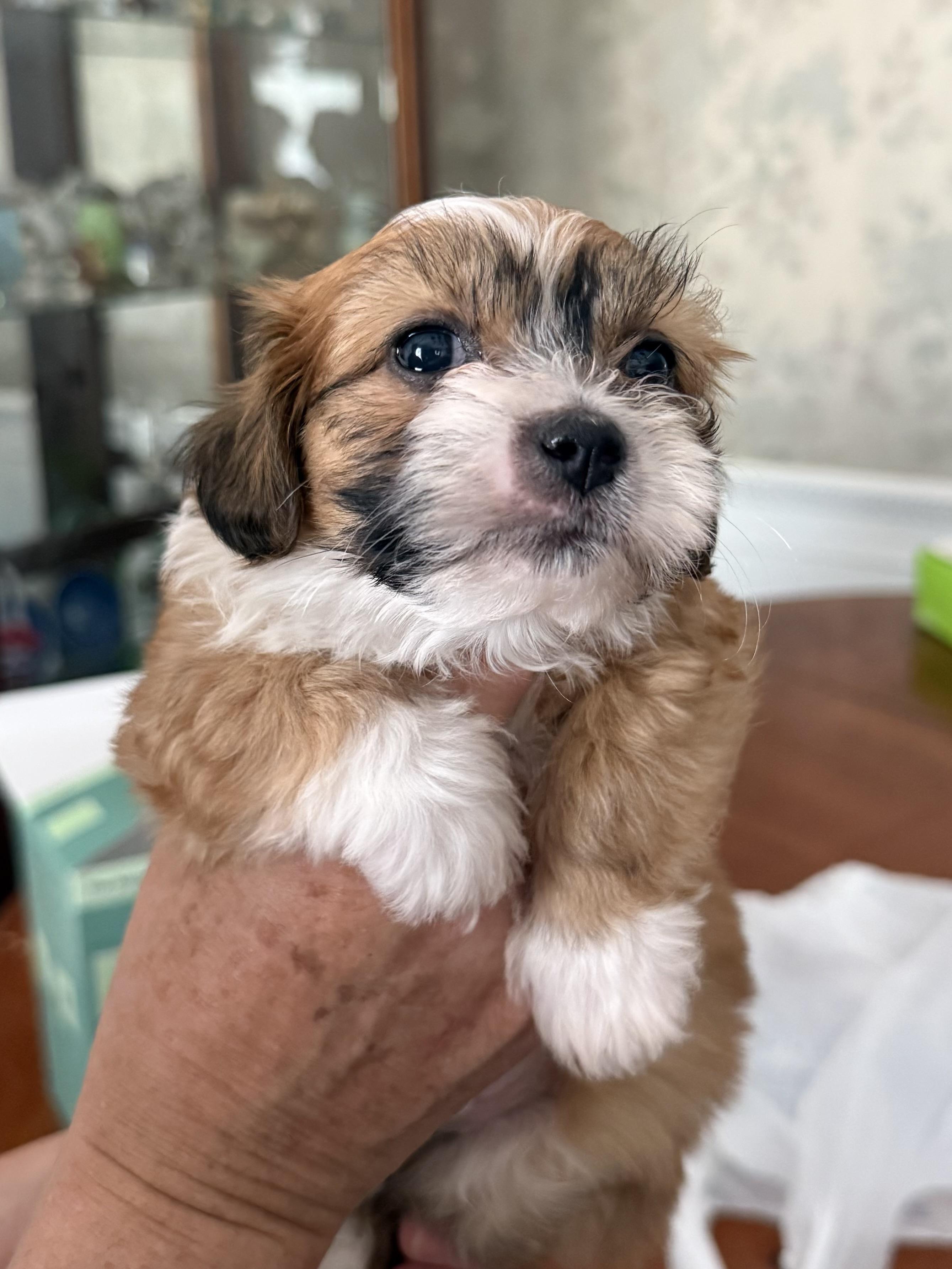 Enlarge Rory, an adoptable mixed breed in Monroe, NC image 3/4