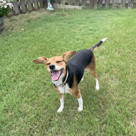 Enlarge Little Dinner, a ADOPTABLE Beagle in Memphis, TN image 4/5