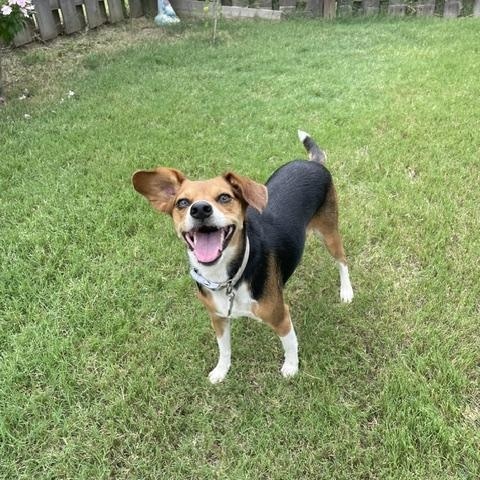 Enlarge Little Dinner, a ADOPTABLE Beagle in Memphis, TN image 5/5