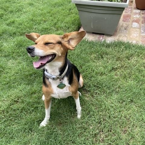 Little Dinner, ADOPTABLE, Adult Female Beagle.