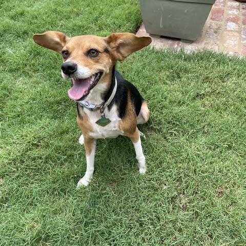 Enlarge Little Dinner, a ADOPTABLE Beagle in Memphis, TN image 3/5