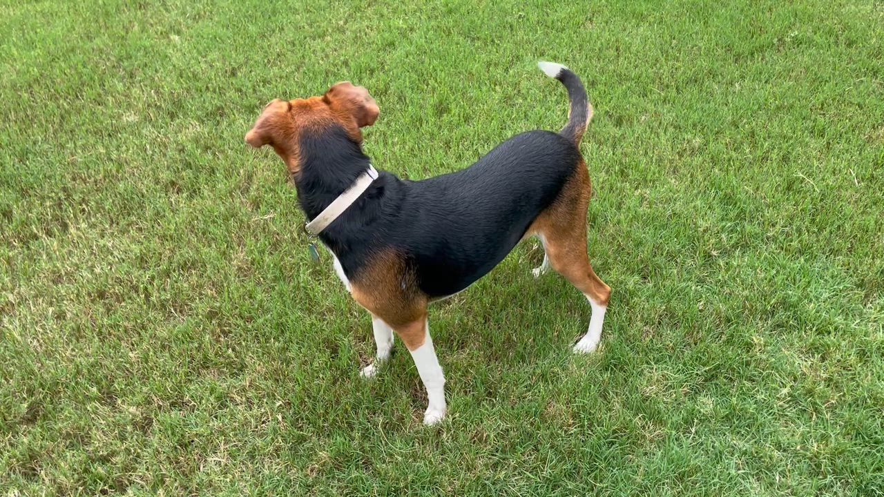 Enlarge Little Dinner, a ADOPTABLE Beagle in Memphis, TN video 2/5