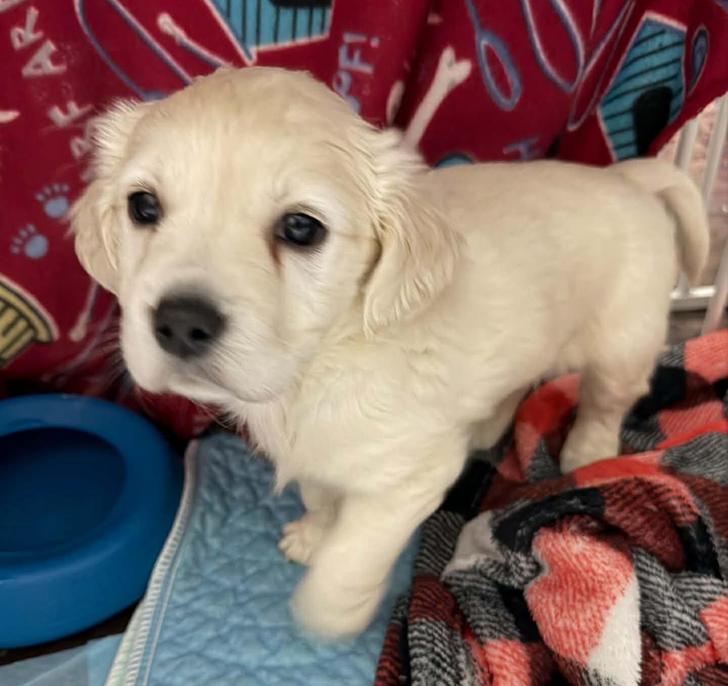 Enlarge Lola's pups, a Adoptable mixed breed in Anchorage, AK image 1/3