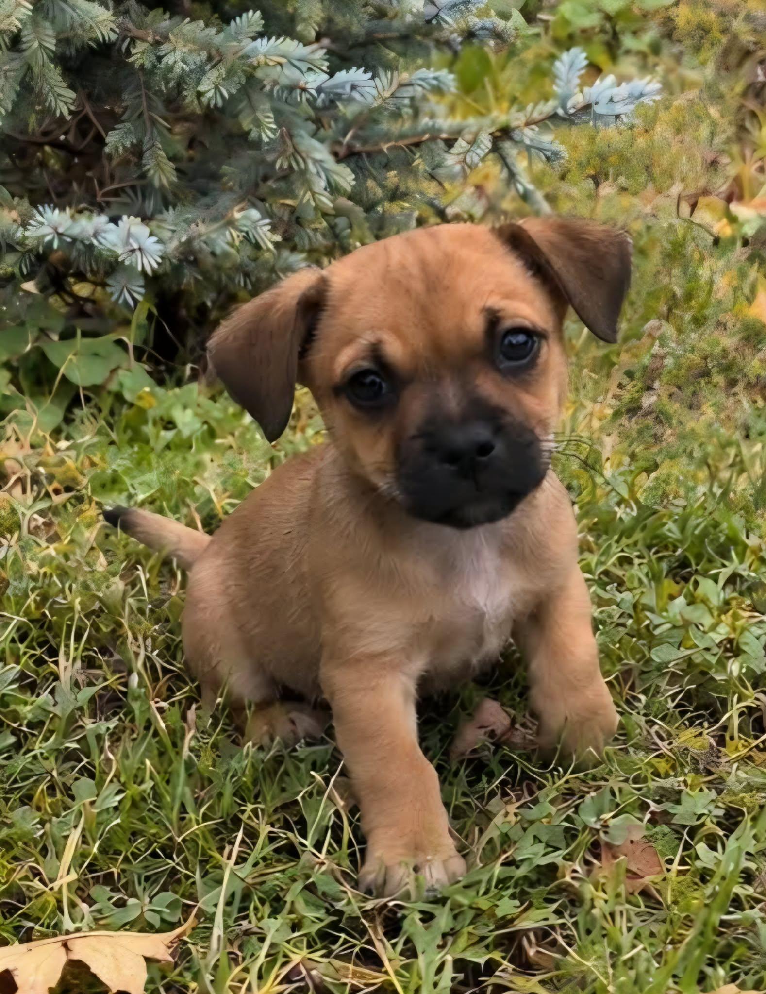 Enlarge Lola's pups, a Adoptable mixed breed in Anchorage, AK image 2/3