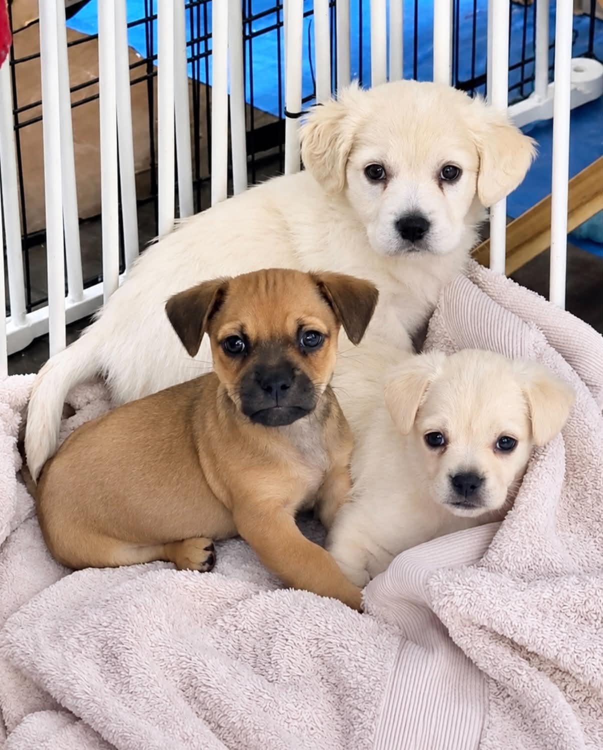 Enlarge Lola's pups, a Adoptable mixed breed in Anchorage, AK image 3/3