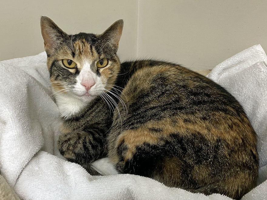 Enlarge Cora, an adoptable Domestic Short Hair in E Falmouth, MA image 2/4