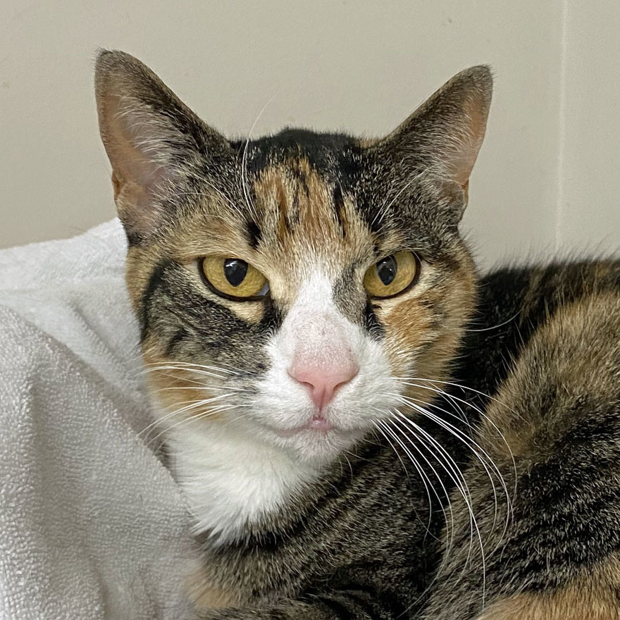 Cora, adoptable, Senior Female Domestic Short Hair.