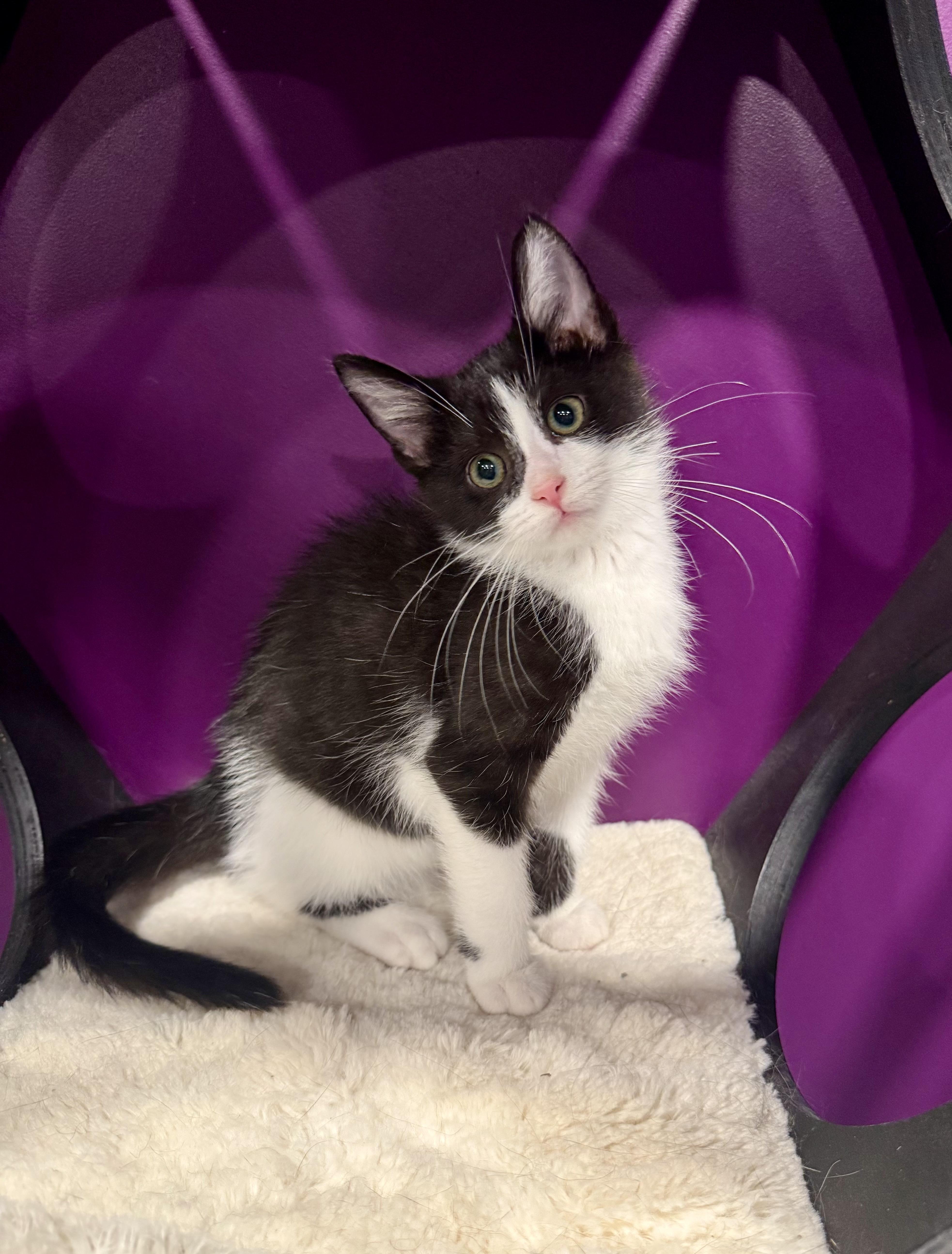 Skye, ADOPTABLE, Kitten Female Domestic Short Hair.
