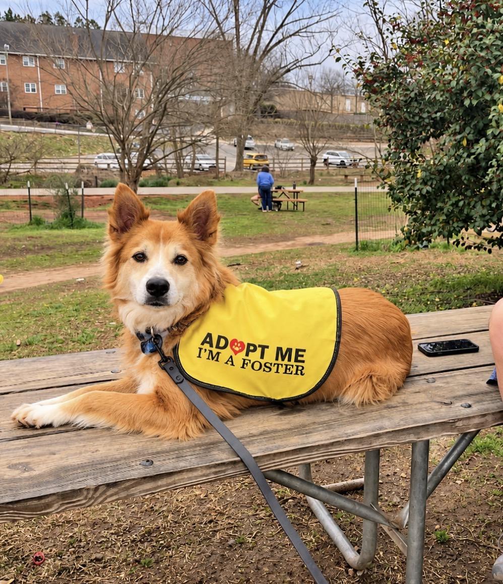 Enlarge Waffles, a Adoptable mixed breed in Horse Shoe, NC image 3/6