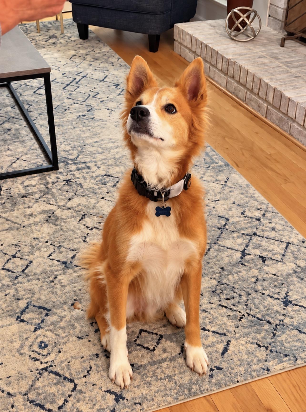 Enlarge Waffles, a Adoptable mixed breed in Horse Shoe, NC image 2/6
