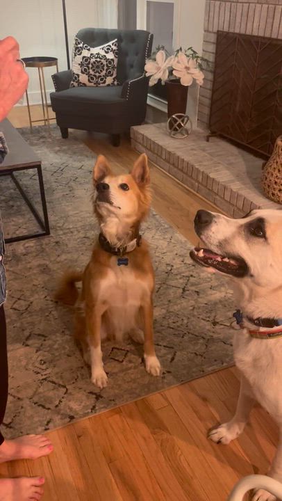 Enlarge Waffles, a Adoptable mixed breed in Horse Shoe, NC video 6/6