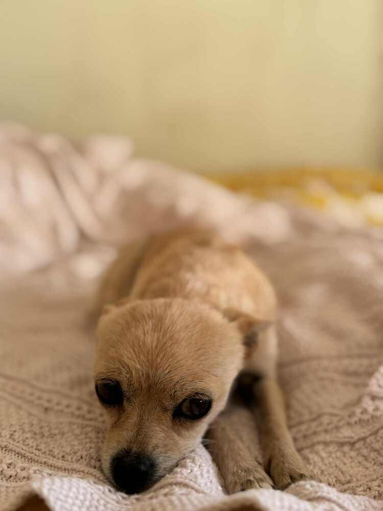 Opal, Adoptable, Adult Female Chihuahua.