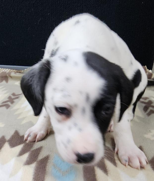 Patch, an adopted mixed breed in Neillsville, WI image 2/5