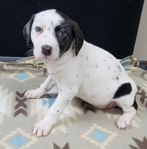 Patch, an adopted mixed breed in Neillsville, WI image 1/5