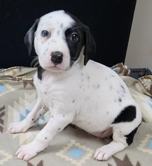 Patch, an adopted mixed breed in Neillsville, WI image 5/5