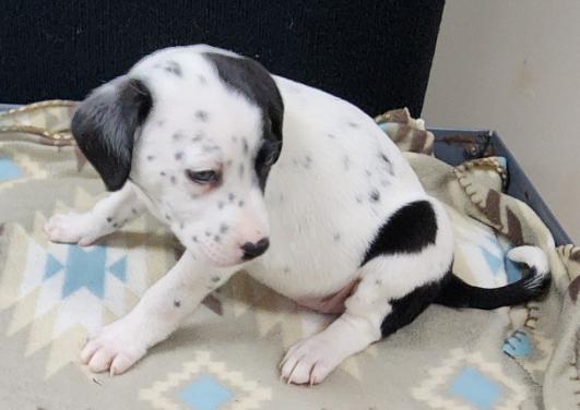Patch, an adopted mixed breed in Neillsville, WI image 4/5