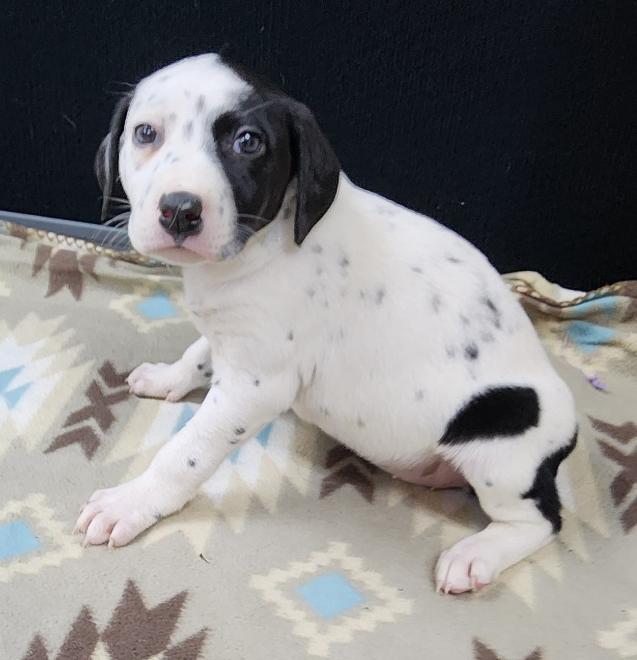 Patch, an adopted mixed breed in Neillsville, WI image 3/5