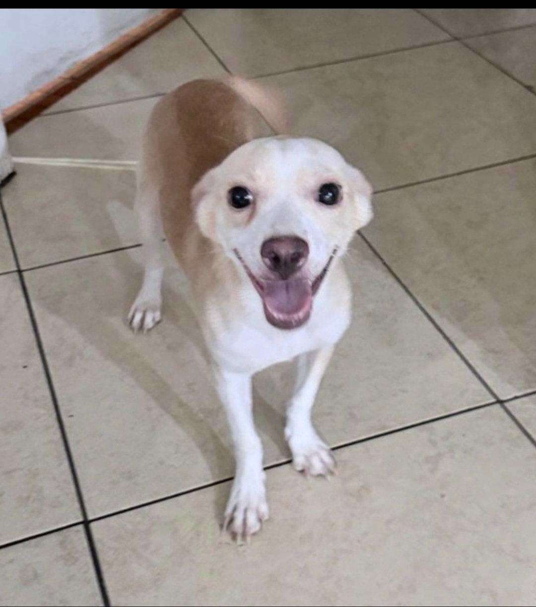 Enlarge KONA, a Adopted Chihuahua in Chandler, AZ image 2/3