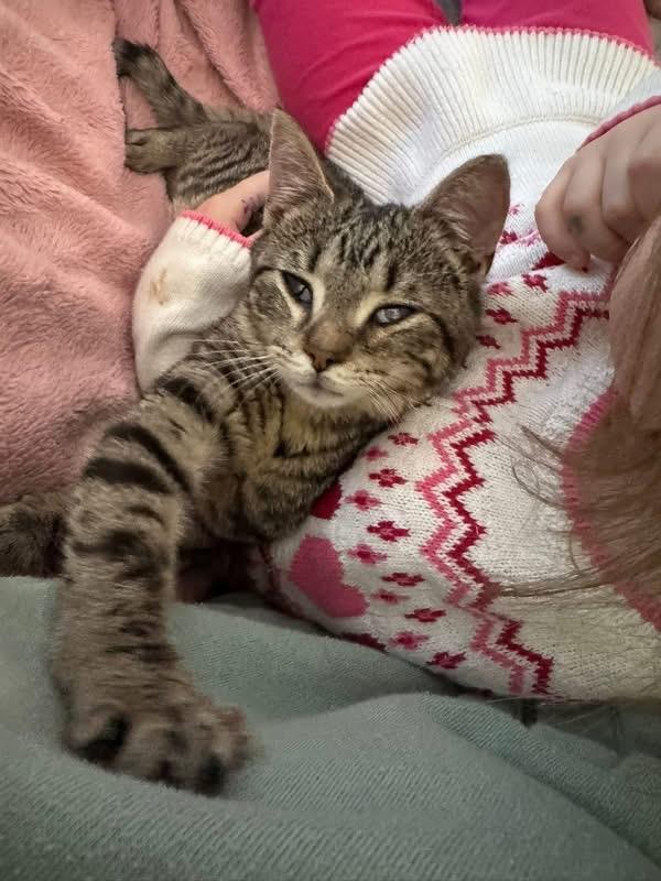 Enlarge Betty and Barney, a ADOPTABLE Tabby in Woodbury, NJ image 3/4