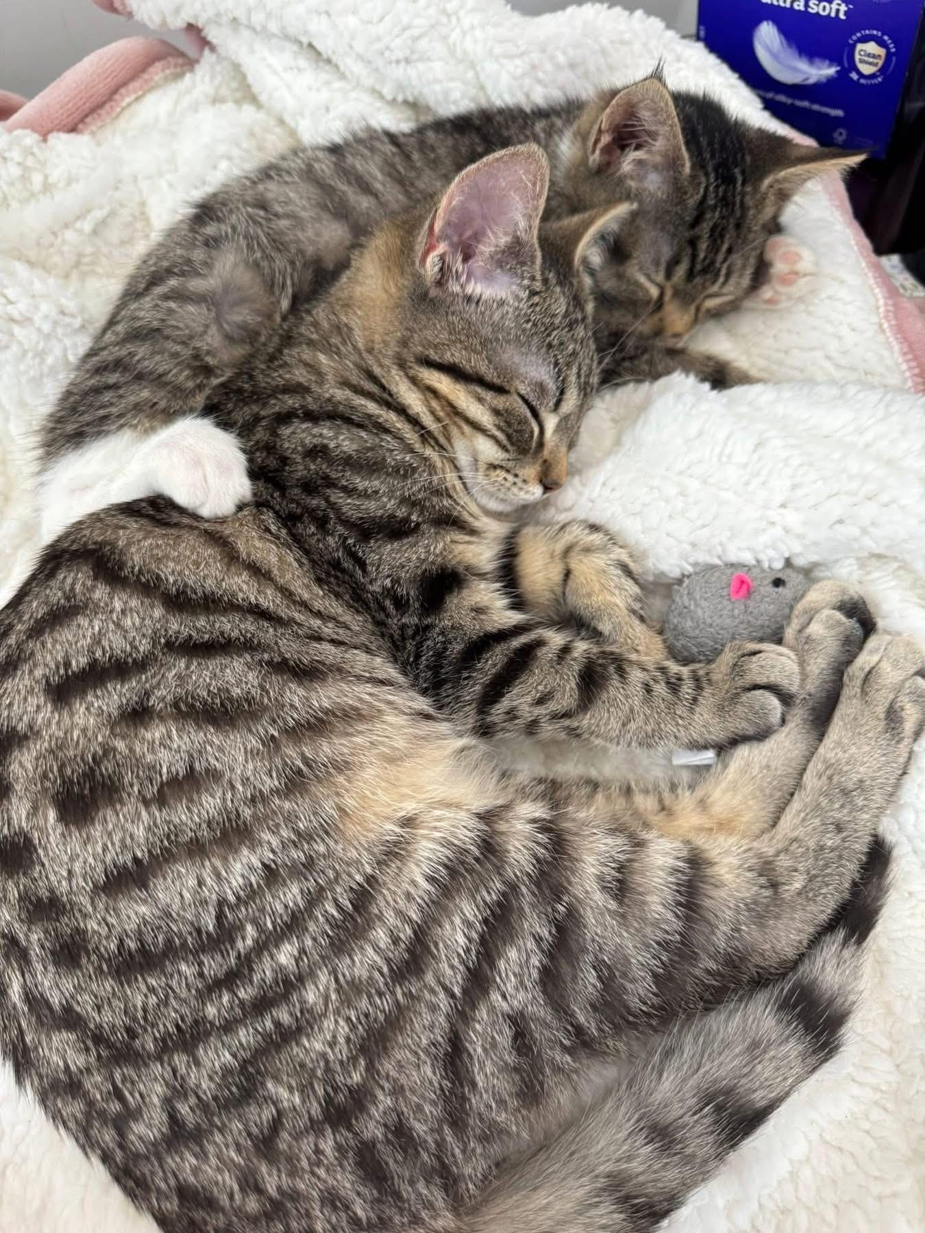Enlarge Betty and Barney, a ADOPTABLE Tabby in Woodbury, NJ image 4/4