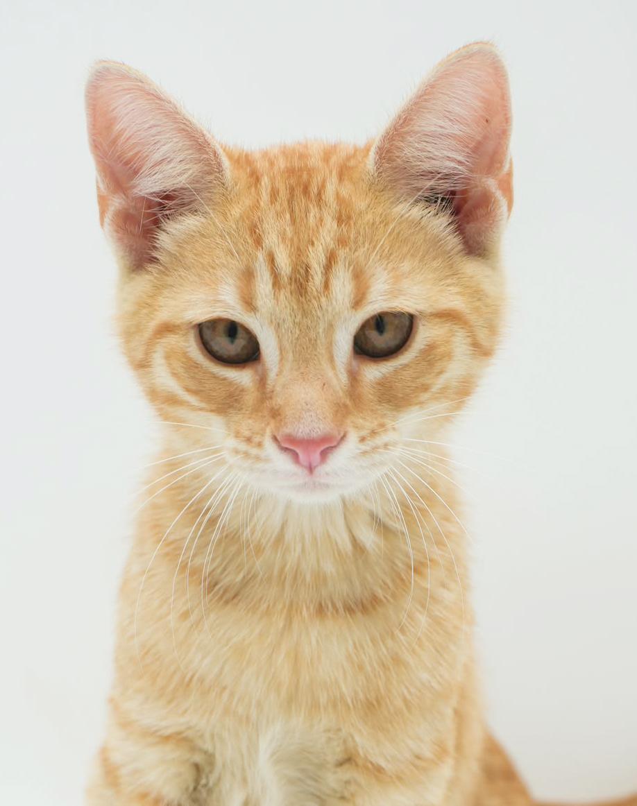 George george george!  We adore this happy orange boy! Tabby Cat