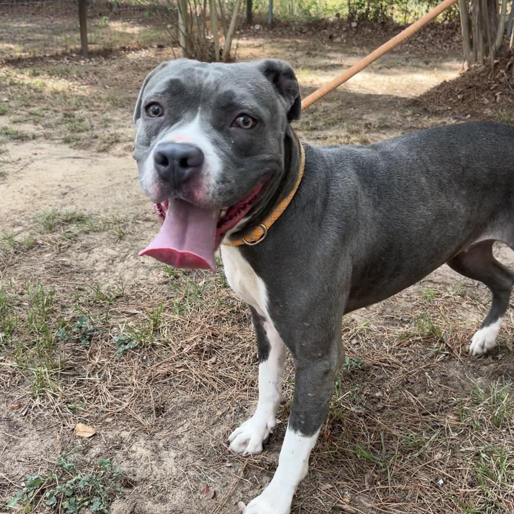 Enlarge Veronica, a Adoptable mixed breed in Palestine, TX image 1/3
