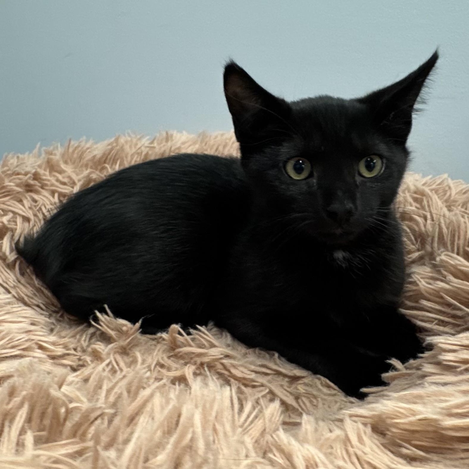 Monroe, Adopted, Kitten Male Domestic Short Hair.