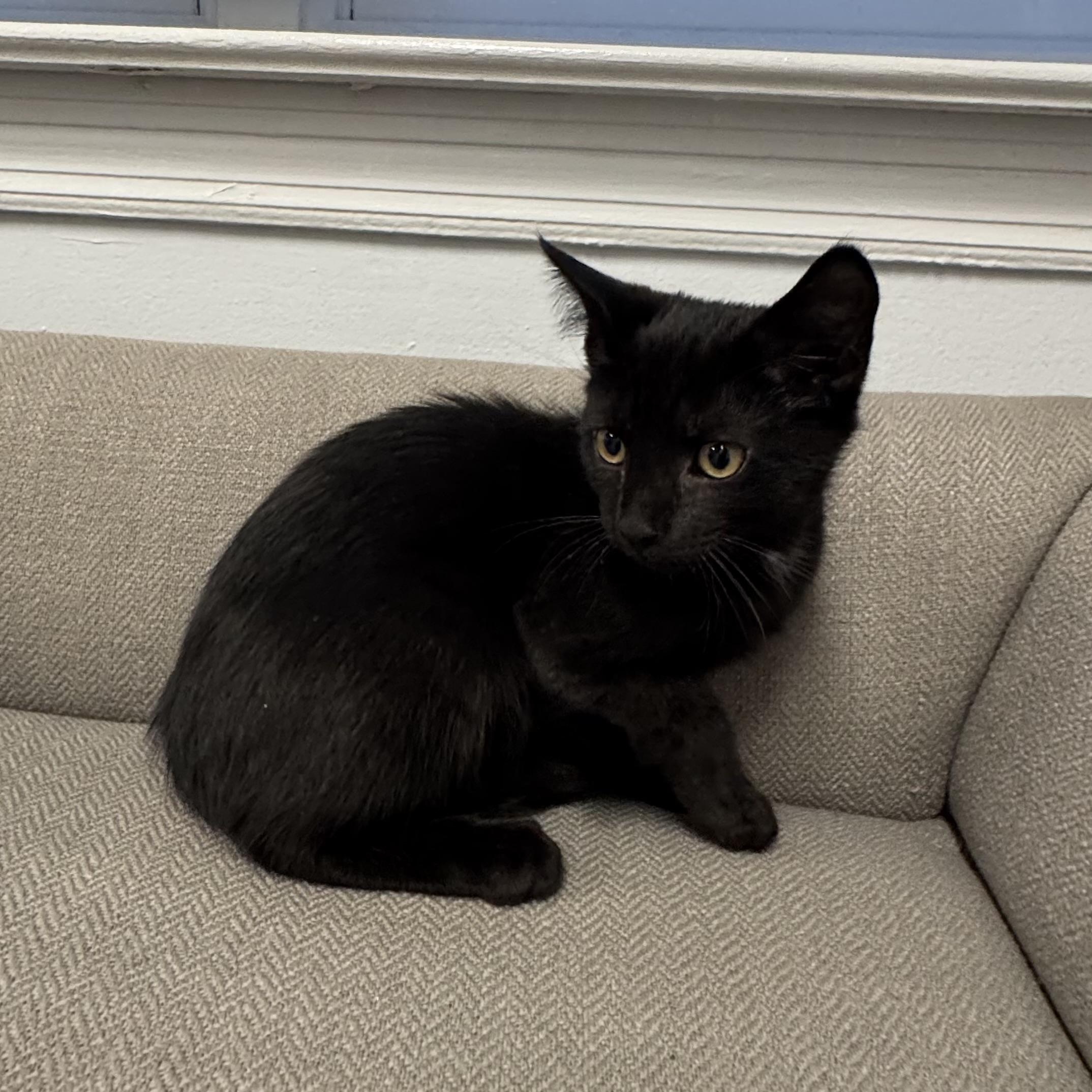Enlarge Monroe, a Adopted Domestic Short Hair in East Northport, NY image 2/2