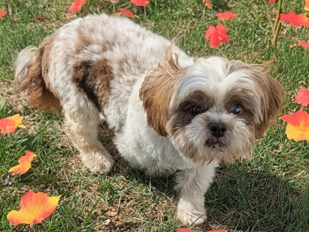 Zacharie-Sweet Senior Shih Tzu, a Adopted Shih Tzu in Fort Myers, FL image 1/3