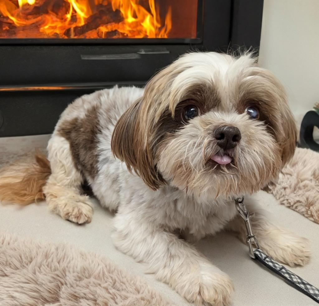 Zacharie-Sweet Senior Shih Tzu, a Adopted Shih Tzu in Fort Myers, FL image 2/3