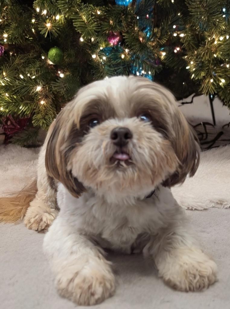 Zacharie-Sweet Senior Shih Tzu, a Adopted Shih Tzu in Fort Myers, FL image 3/3